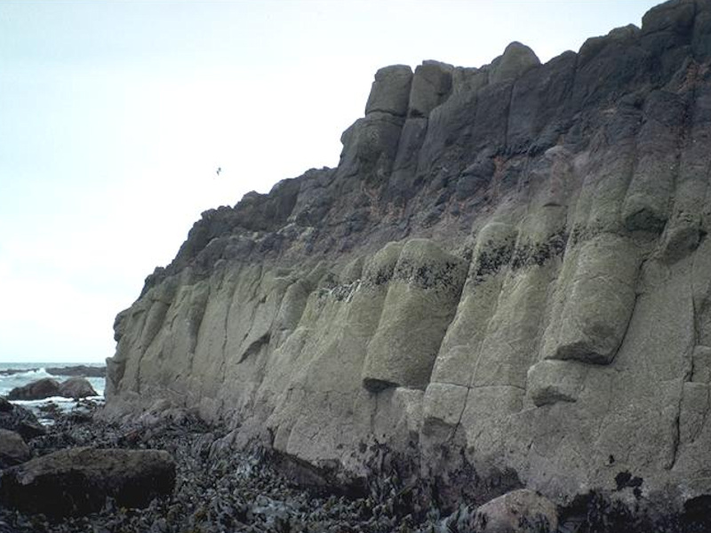 Modal: <em>Chthamalus spp.</em> on exposed eulittoral rock