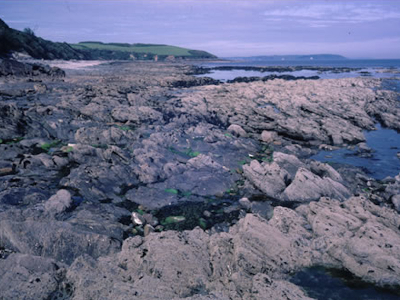 Semibalanus balanoides, Fucus vesiculosus and red seaweeds on exposed to moderately exposed eulittoral rock
