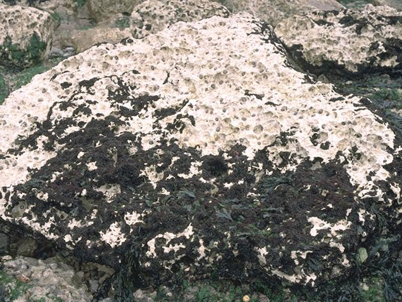Osmundea pinnatifida on moderately exposed mid eulittoral rock