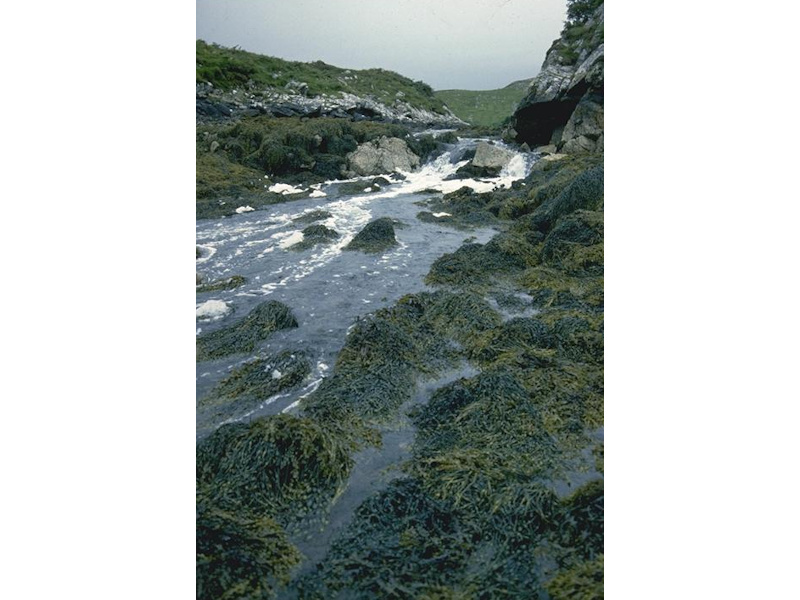 [A1-151_LR-HLR-FT-AscT_JNCC_1]: <em>Ascophyllum nodosum</em>, sponges and ascidians on tide-swept mid eulittoral rock