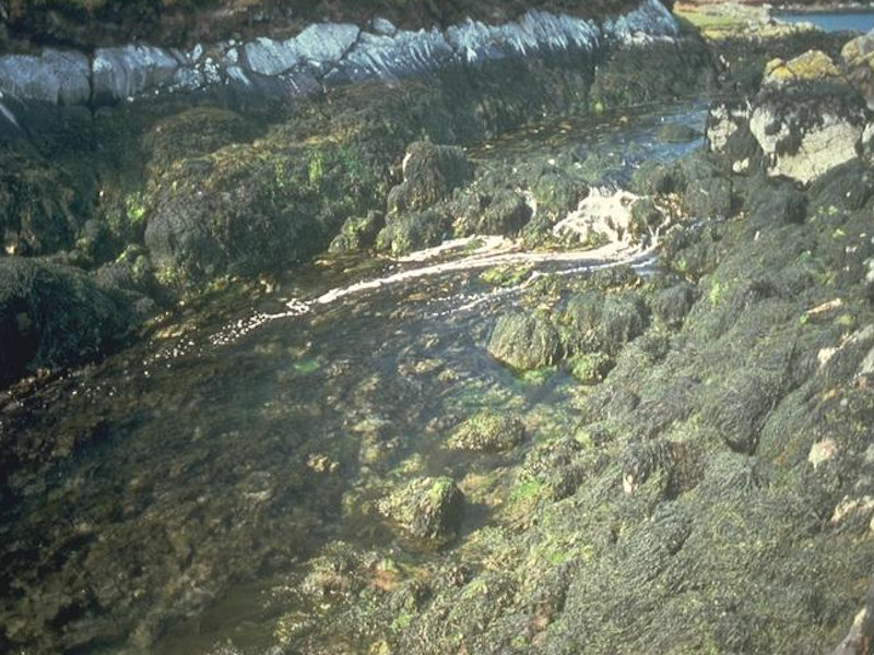 Ascophyllum nodosum, sponges and ascidians on tide-swept mid eulittoral rock