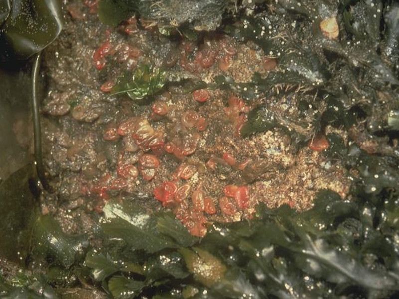 Fucus serratus, sponges and ascidians on tide-swept lower eulittoral rock