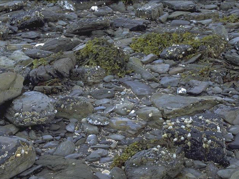 Fucus vesiculosus and barnacle mosaics on moderately exposed mid eulittoral rock