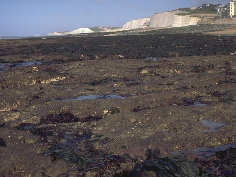 Modal: <em>Fucus serratus</em> and red seaweeds on moderately exposed lower eulittoral rock