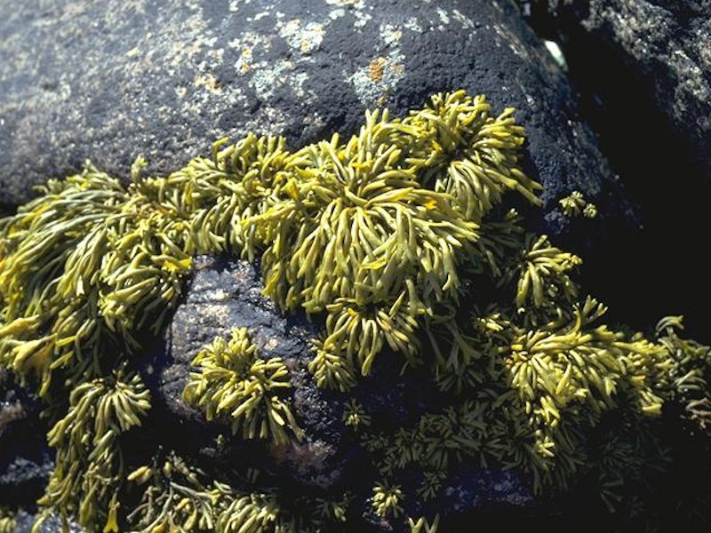 Pelvetia canaliculata on sheltered littoral fringe rock