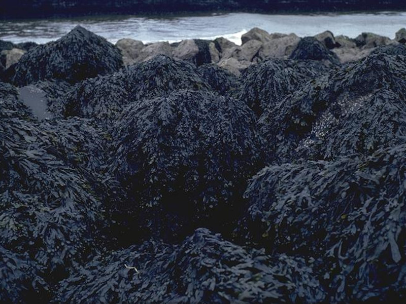 [A1-3131_LR-LLR-F-Fves-FS_JNCC]: <em>Fucus vesiculosus</em> on full salinity moderately exposed to sheltered mid eulittoral rock