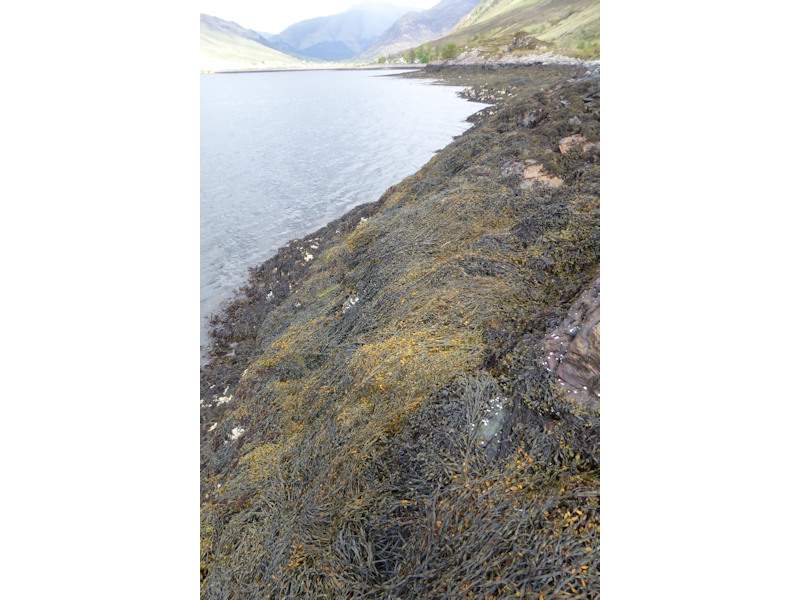 Ascophyllum nodosum and Fucus vesiculosus on variable salinity mid eulittoral rock