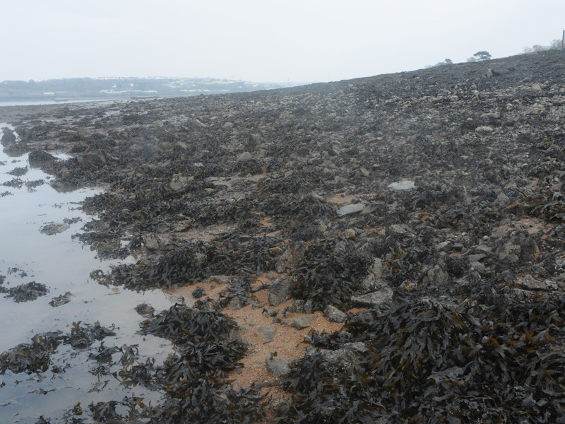 Fucus serratus and large Mytilus edulis on variable salinity lower eulittoral rock