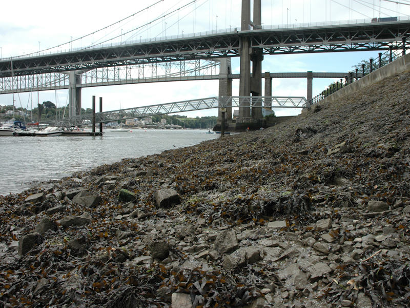 Fucus serratus and large Mytilus edulis on variable salinity lower eulittoral rock