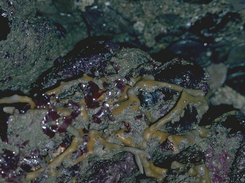 Sponges, bryozoans and ascidians on deeply overhanging lower shore bedrock or caves