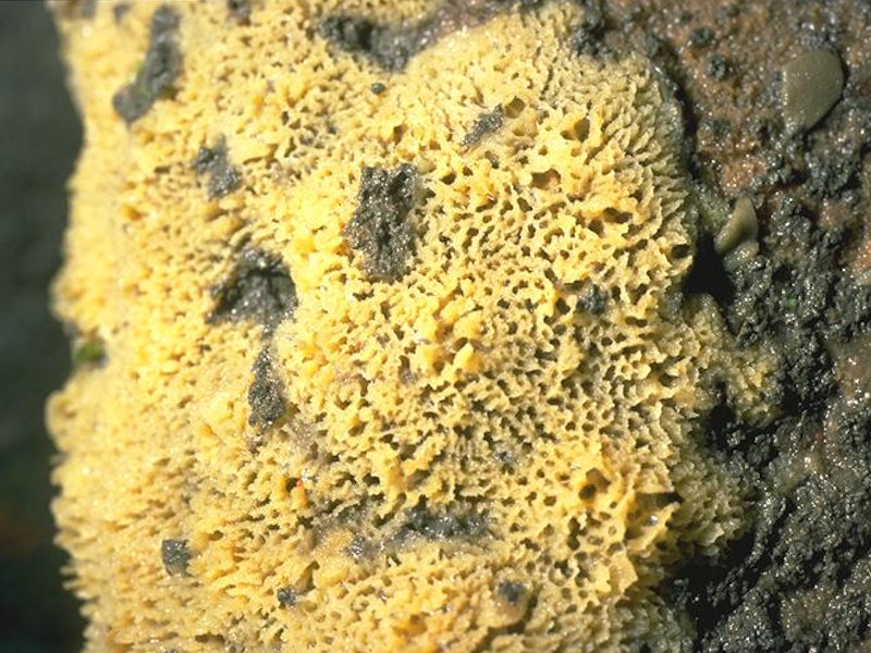 Modal: Sponges, bryozoans and ascidians on deeply overhanging lower shore bedrock or caves