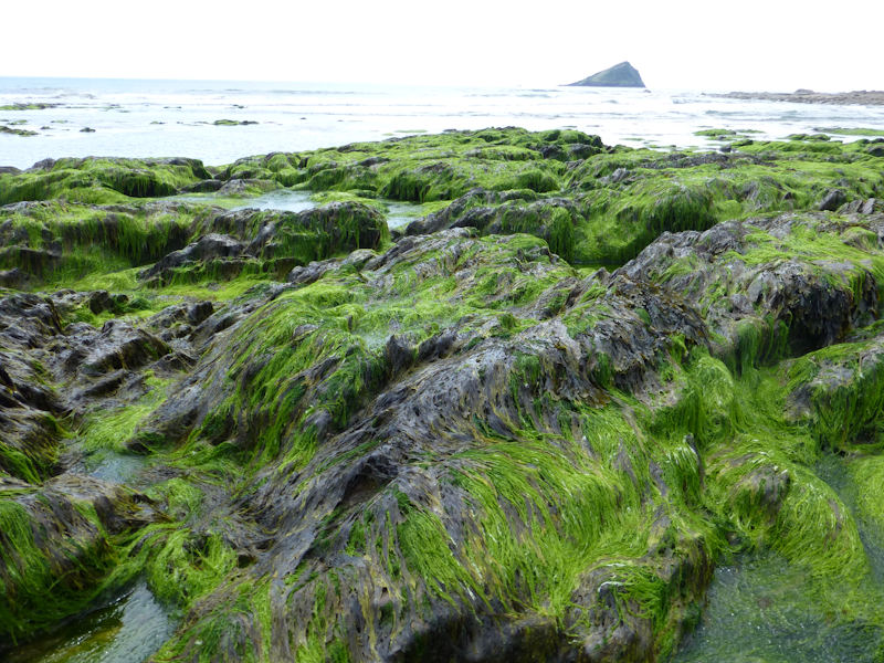 Ephemeral green or red seaweed communities (freshwater or sand-influenced)