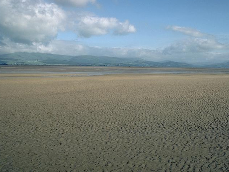 Modal: <em>Limecola balthica</em> and <em>Arenicola marina</em> in littoral muddy sand
