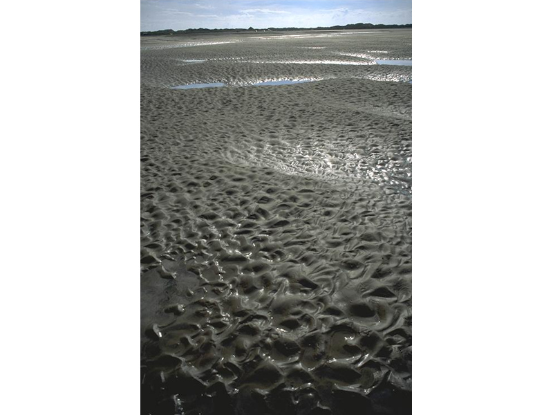 Cerastoderma edule and polychaetes in littoral muddy sand