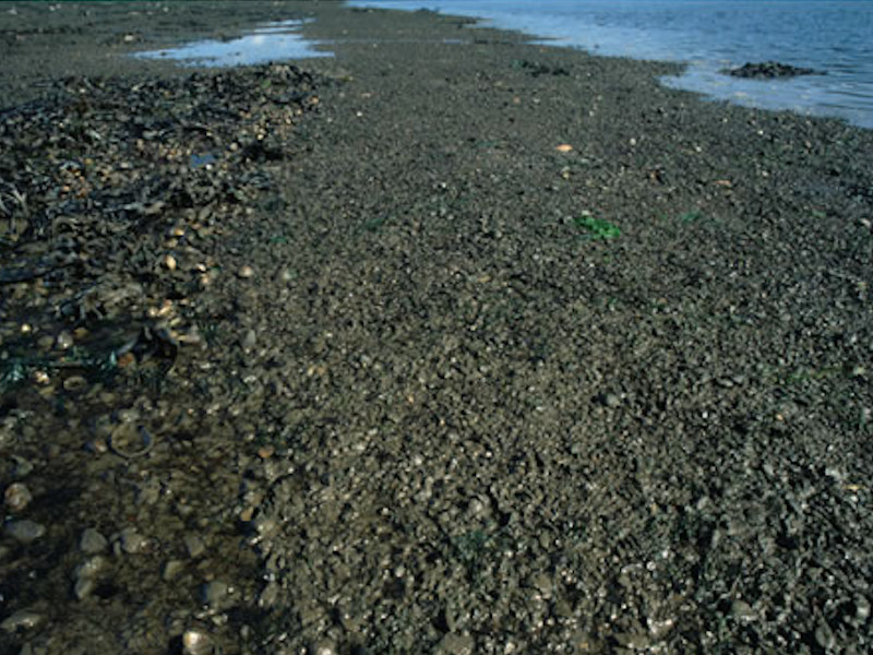 Modal: Cirratulids and <em>Cerastoderma edule</em> in littoral mixed sediment