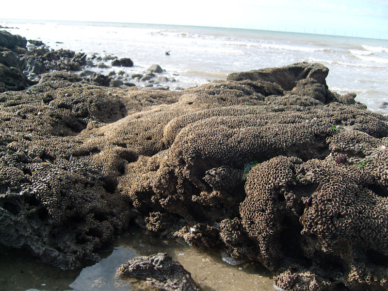 Sabellaria alveolata reefs on sand-abraded eulittoral rock