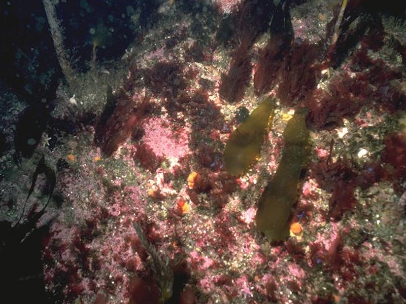 Laminaria hyperborea park with dense foliose red seaweeds on exposed lower infralittoral rock