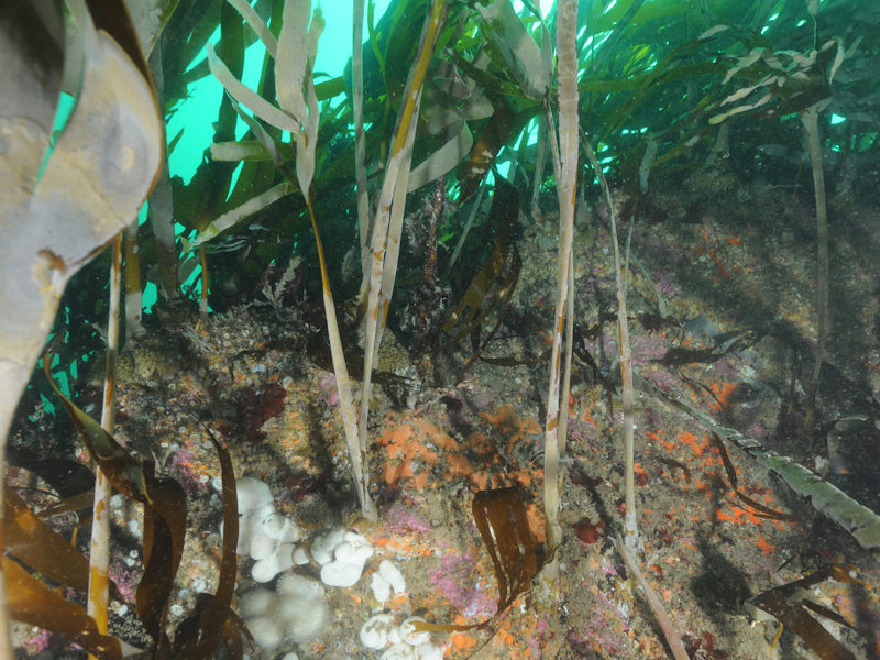 [A3-11_IR-HIR-KFaR_15082015_Keith_Hiscock]: Kelp with cushion fauna and/or foliose red seaweeds