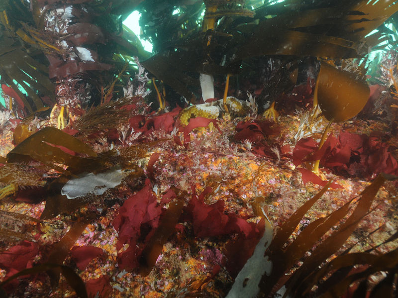 Kelp with cushion fauna and/or foliose red seaweeds