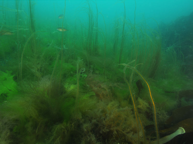 Modal: <em>Saccharina latissima</em>, <em>Chorda filum</em> and dense red seaweeds on shallow unstable infralittoral boulders or cobbles