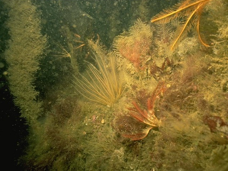 Modal: <em>Laminaria hyperborea</em> forest, foliose red seaweeds and a diverse fauna on tide-swept upper infralittoral rock