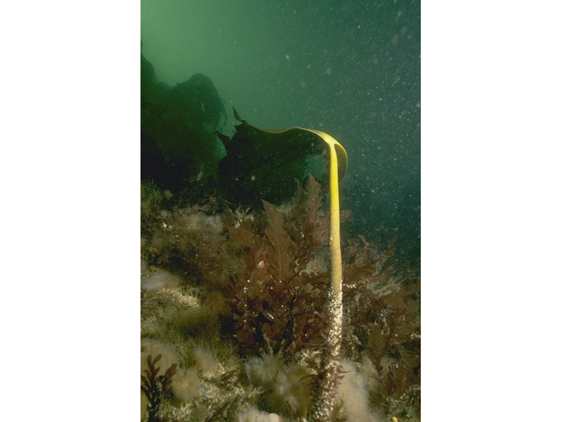[A3-2122_IR-MIR-KR-LhypT-Pk_JNCC]: <em>Laminaria hyperborea</em> park with hydroids, bryozoans and sponges on tide-swept lower infralittoral rock
