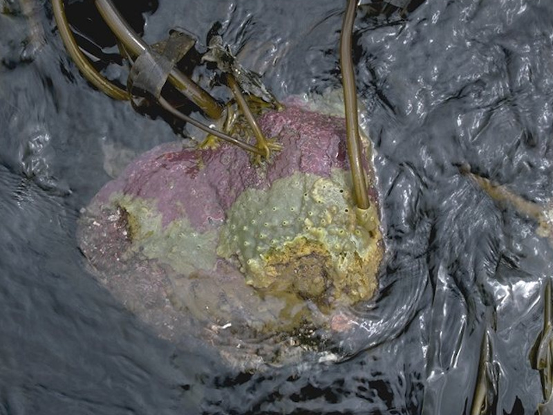 Modal: <em>Laminaria digitata</em>, ascidians and bryozoans on tide-swept sublittoral fringe rock