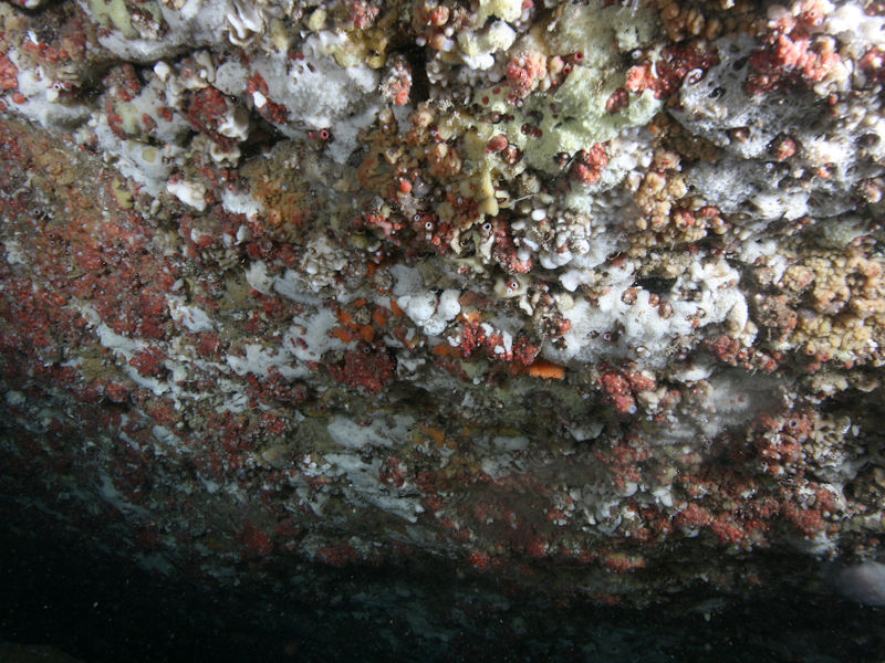 Crustose sponges on extremely wave-surged infralittoral cave or gully walls