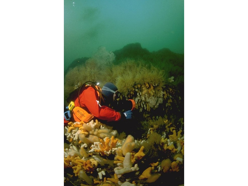 Modal: <em>Alcyonium digitatum</em> with dense <em>Tubularia indivisa</em> and anemones on strongly tide-swept circalittoral rock.