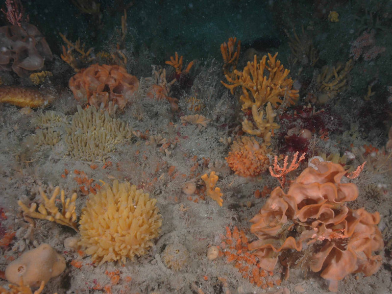 Eunicella verrucosa and Pentapora foliacea on wave-exposed circalittoral rock