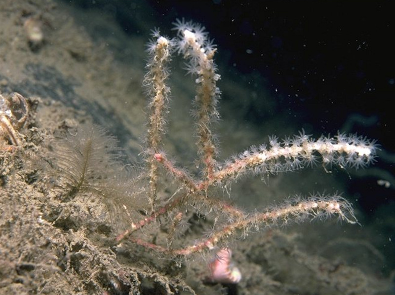 Mixed turf of hydroids and large ascidians with Swiftia pallida and Caryophyllia smithii on weakly tide-swept circalittoral rock