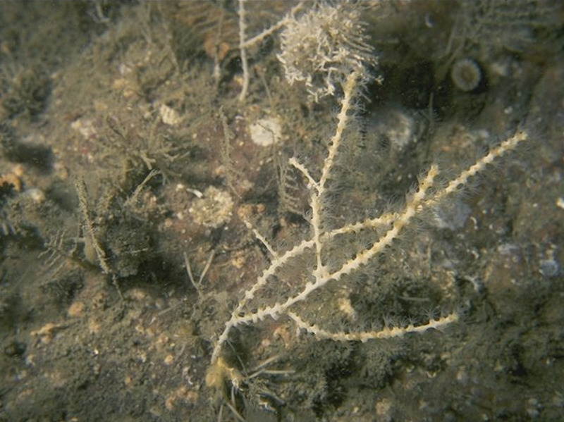 Modal: Mixed turf of hydroids and large ascidians with <em>Swiftia pallida</em> and <em>Caryophyllia smithii</em> on weakly tide-swept circalittoral rock