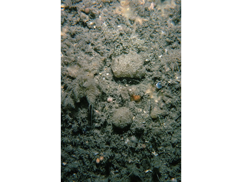 Modal: <em>Polyclinum aurantium</em> and <em>Flustra foliacea</em> on sand-scoured tide-swept moderately wave-exposed circalittoral rock