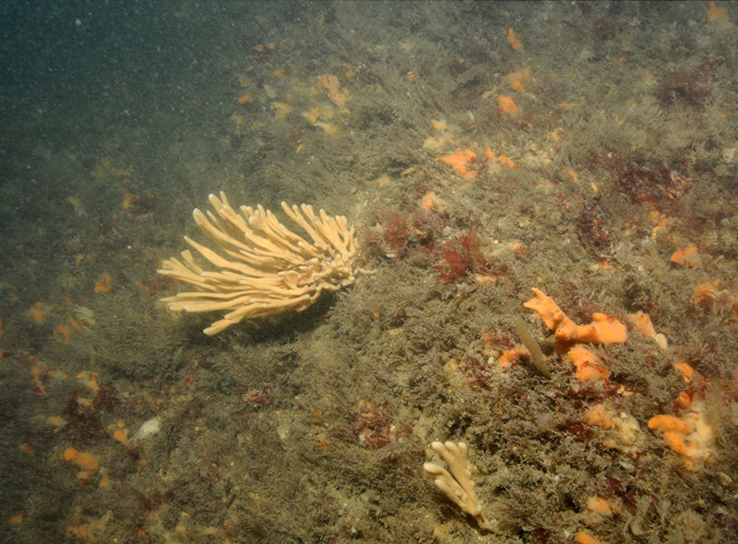 Modal: <em>Flustra foliacea</em> and <em>Haliclona oculata</em> with a rich faunal turf on tide-swept circalittoral mixed substrata