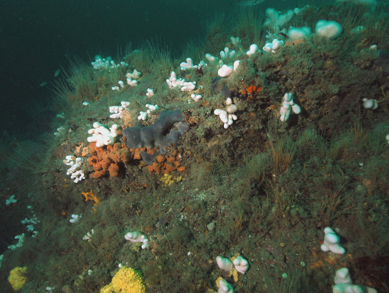 Sponges and anemones on vertical circalittoral bedrock