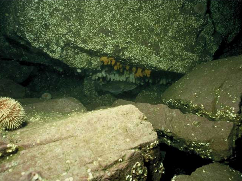 Faunal and algal crusts with Spirobranchus triqueter and sparse Alcyonium digitatum on exposed to moderately wave-exposed circalittoral rock