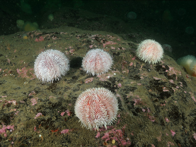 Modal: Echinoderms and crustose communities on circalittoral rock