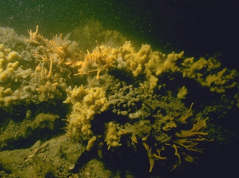 Cushion sponges and hydroids on turbid tide-swept sheltered circalittoral rock