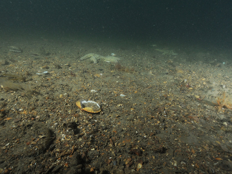 Offshore circalittoral coarse sediment