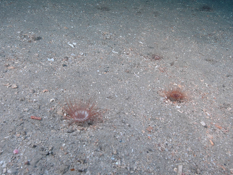 Cerianthus lloydii and other burrowing anemones in circalittoral muddy mixed sediment