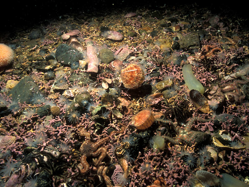 Modal: <em>Phymatolithon calcareum</em> maerl beds in infralittoral clean gravel or coarse sand