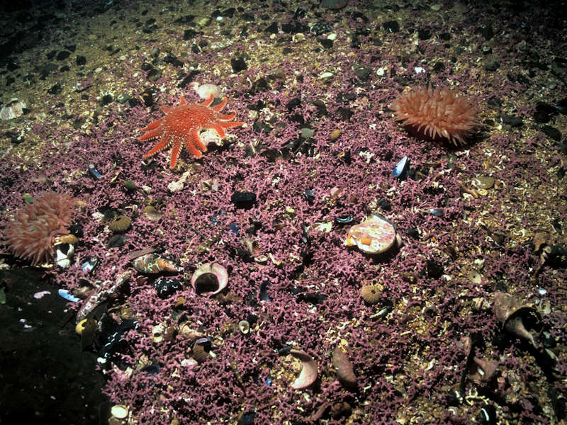 Phymatolithon calcareum maerl beds in infralittoral clean gravel or coarse sand