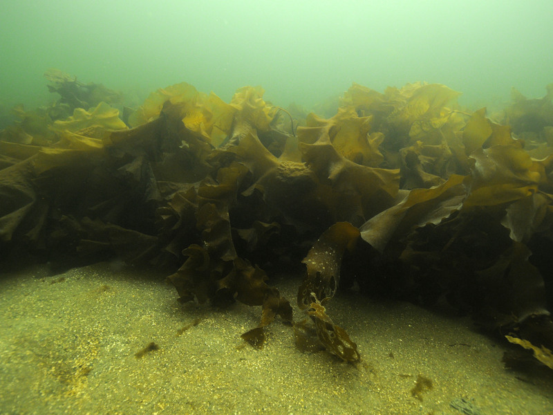 Laminaria saccharina and Chorda filum on sheltered upper infralittoral muddy sediment