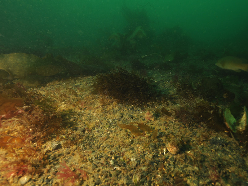 Modal: Kelp and seaweed communities on sublittoral sediment