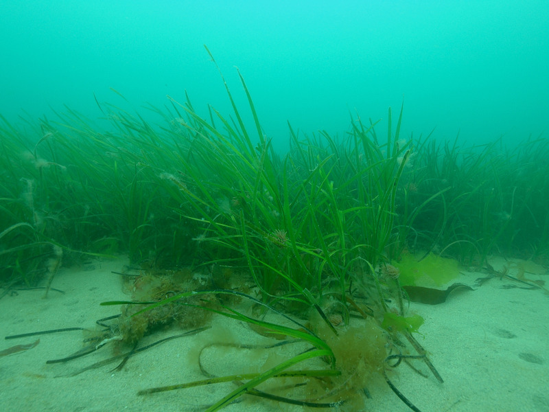 Sublittoral seagrass beds