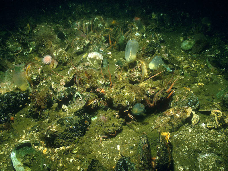 Modal: <em>Modiolus modiolus</em> beds with fine hydroids and large solitary ascidians on very sheltered circalittoral mixed substrata