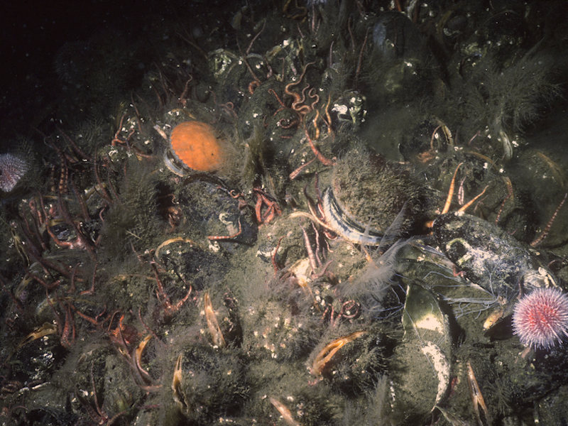 Modal: <em>Modiolus modiolus</em> beds with <em>Chlamys varia</em>, sponges, hydroids and bryozoans on slightly tide-swept very sheltered circalittoral mixed substrata