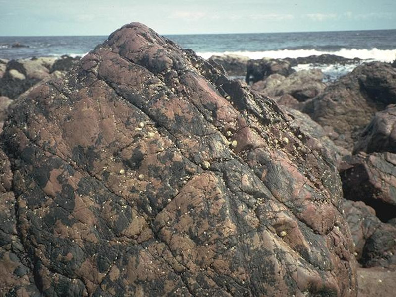 Modal: <em>Verrucaria maura</em> and sparse barnacles on exposed littoral fringe rock