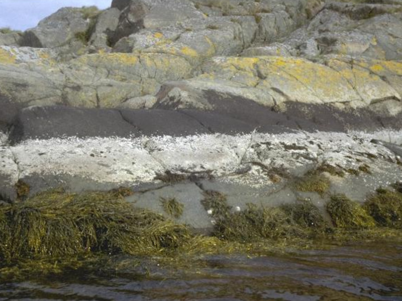 Verrucaria maura on littoral fringe rock