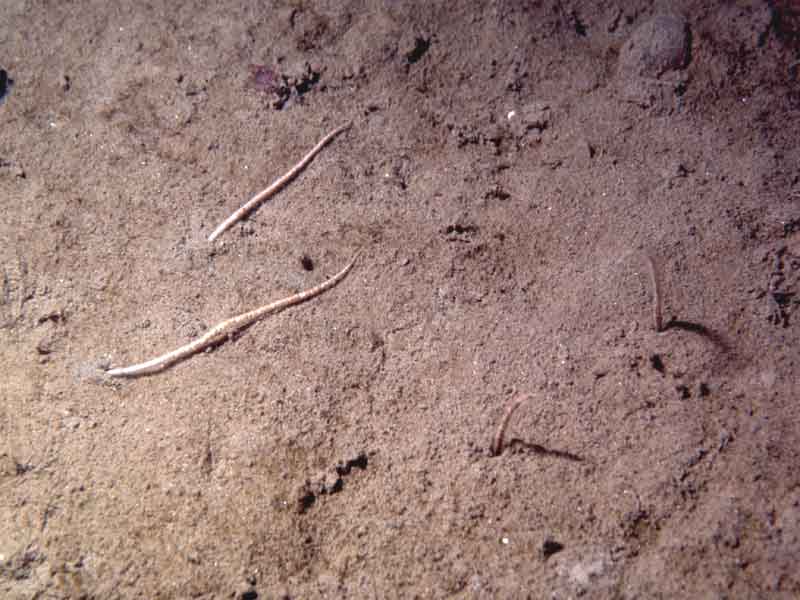 Amphiura filiformis arms visible in circalittoral muddy sand.